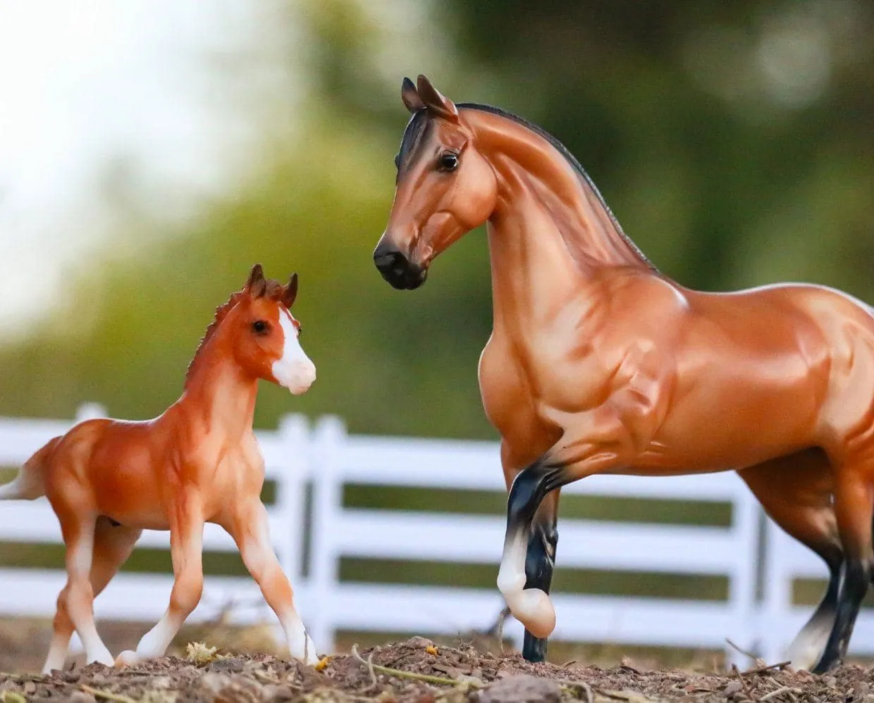 Spanish Mustang Family